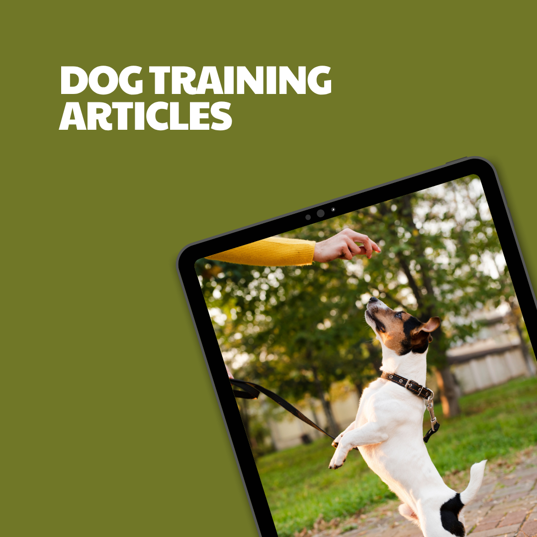 Dog Training – 5 Pre-Written Articles