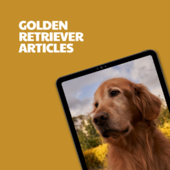Golden Retriever – 7 Premium Articles